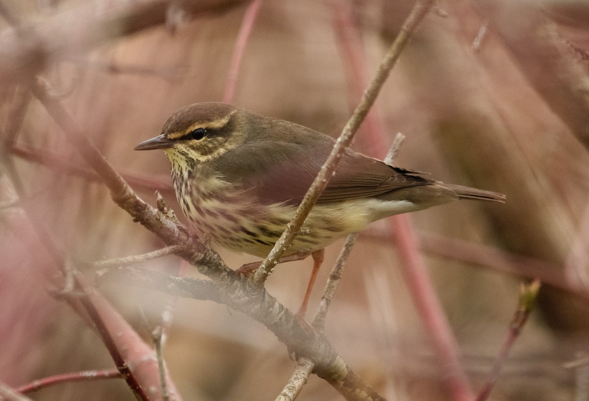 Northern Waterthrush - Tim Griffiths