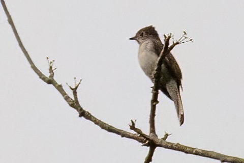 Cuban Solitaire - James Hoagland