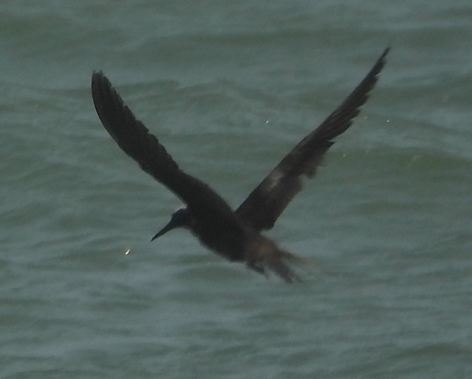 Black Noddy - Shiela Shallcross