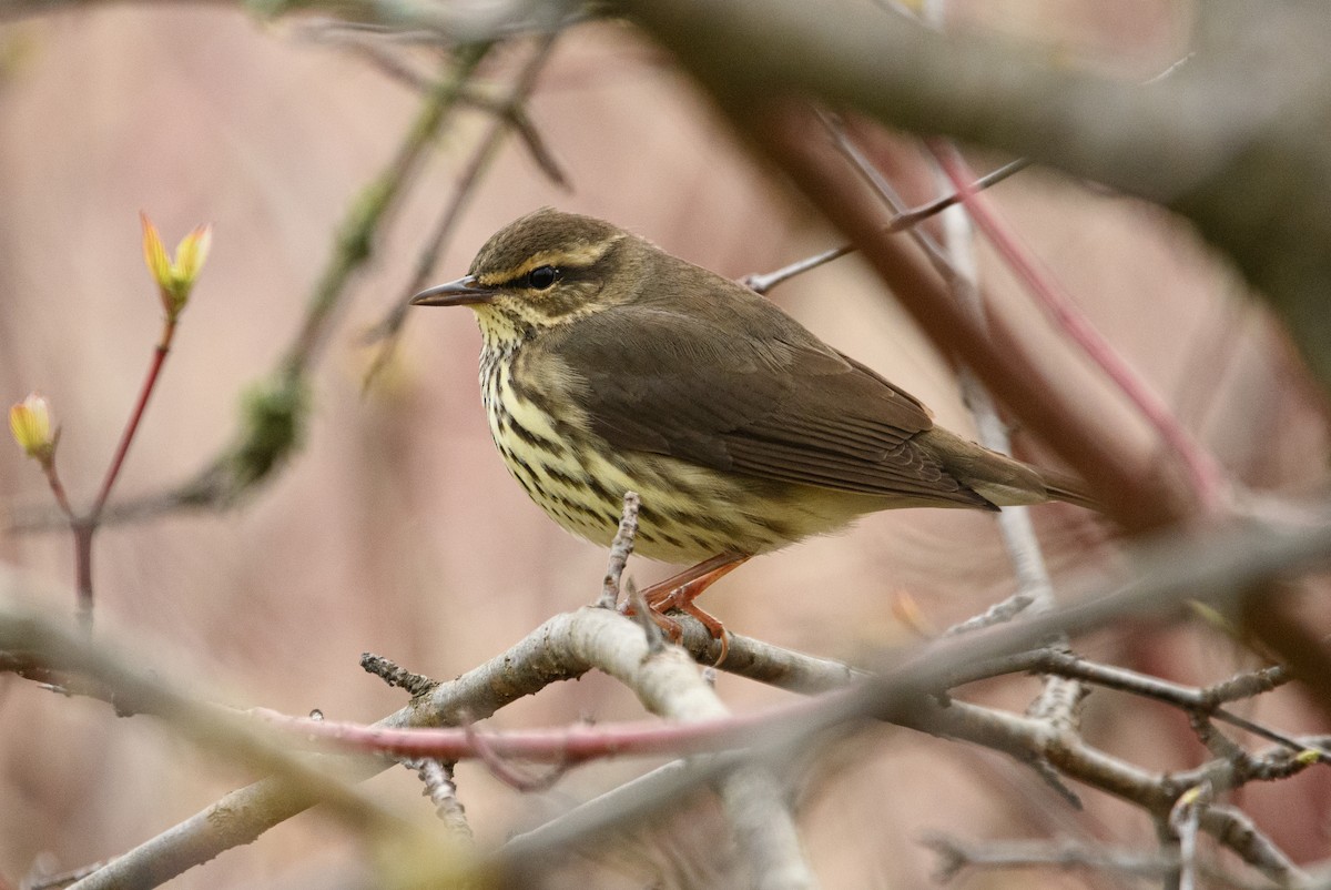 Northern Waterthrush - Tim Griffiths