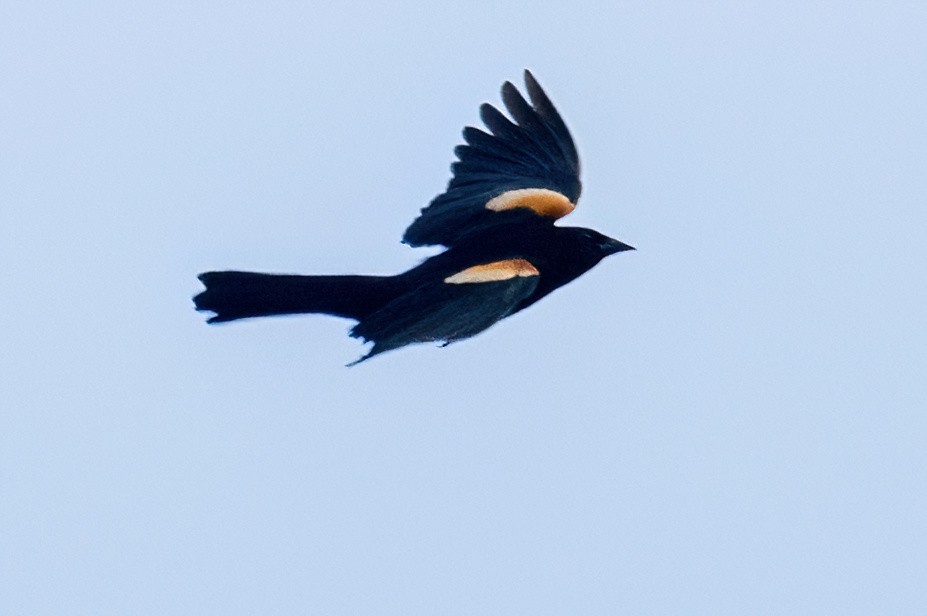 Tawny-shouldered Blackbird - James Hoagland