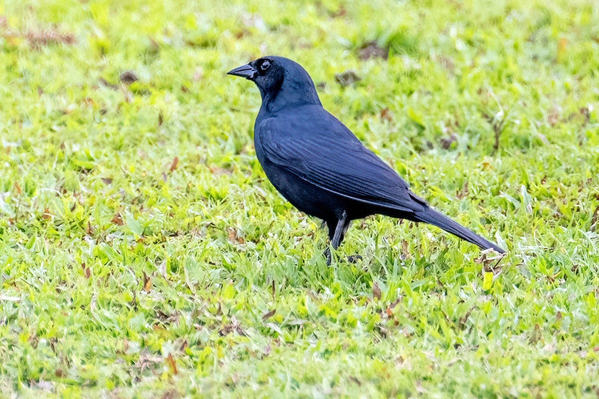 Cuban Blackbird - James Hoagland