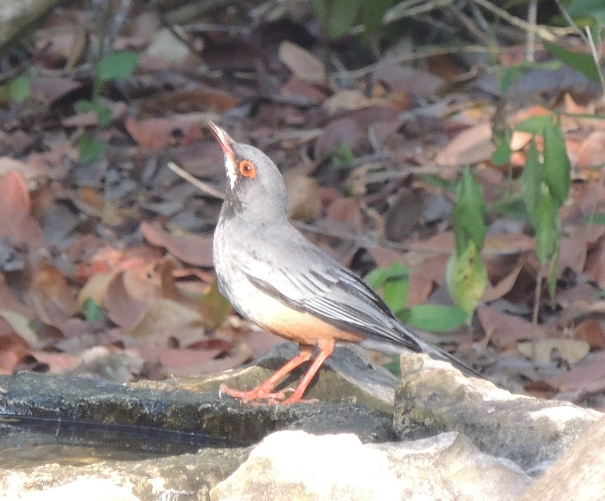 Red-legged Thrush (Cuban) - Peter Bono