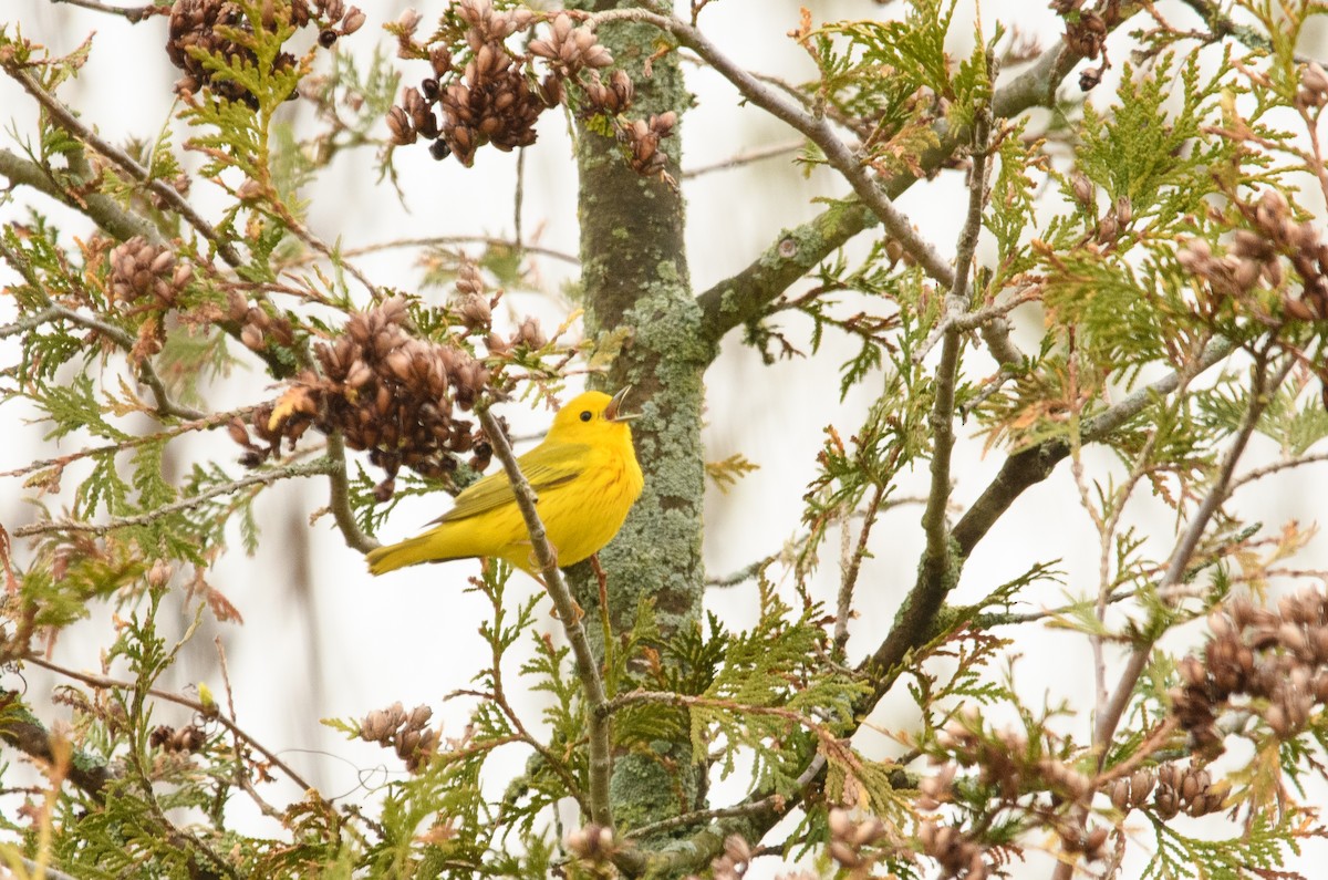 Yellow Warbler - Tim Griffiths