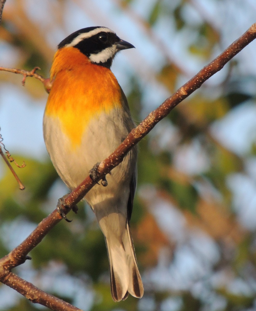 Western Spindalis (Cuban) - Peter Bono