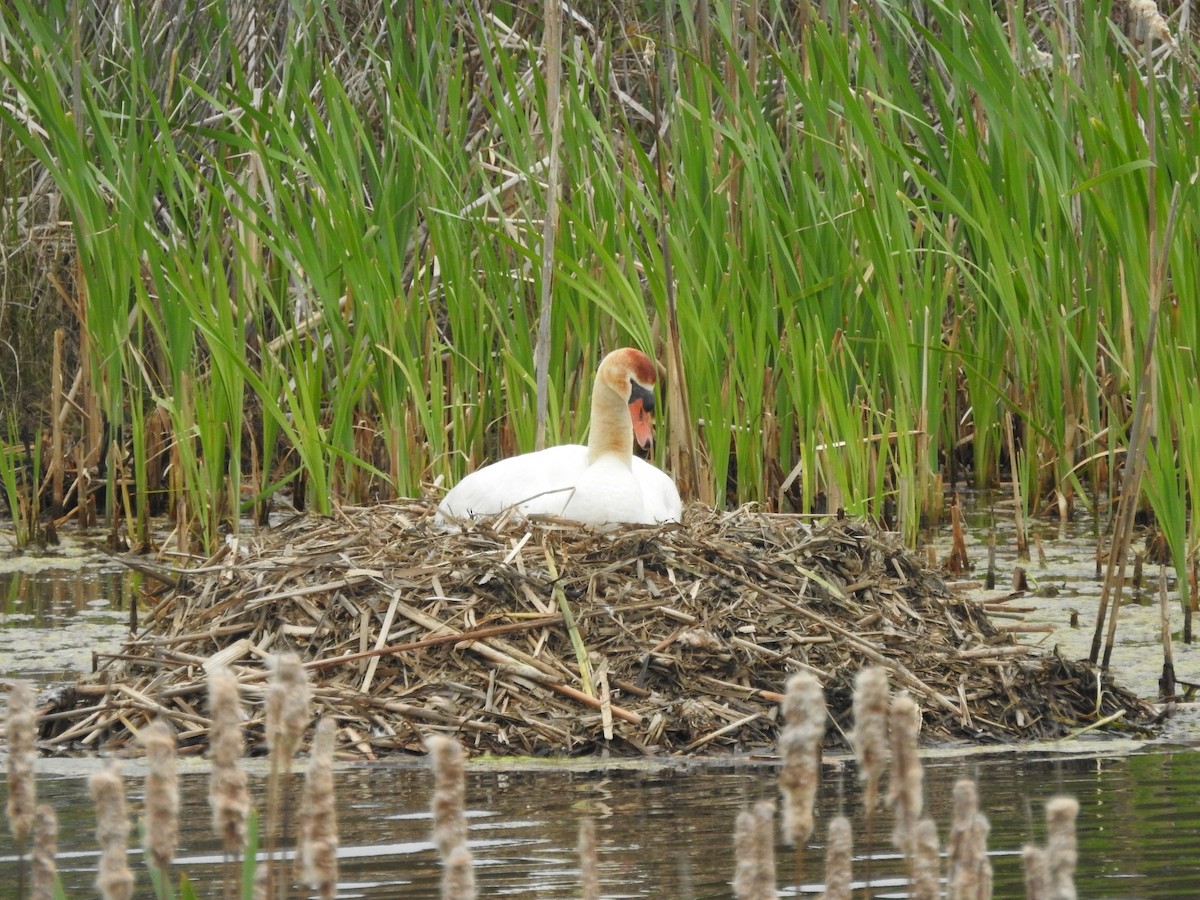 Cygne tuberculé - ML618208518