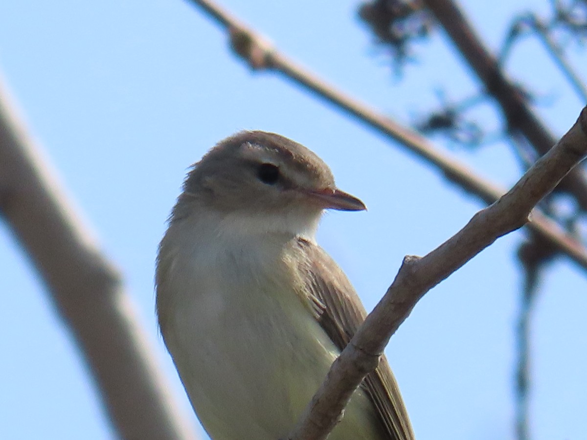 Warbling Vireo - Mayte Torres