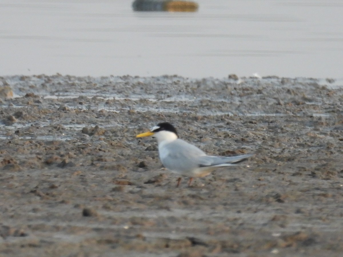 Little Tern - Ramesh Desai