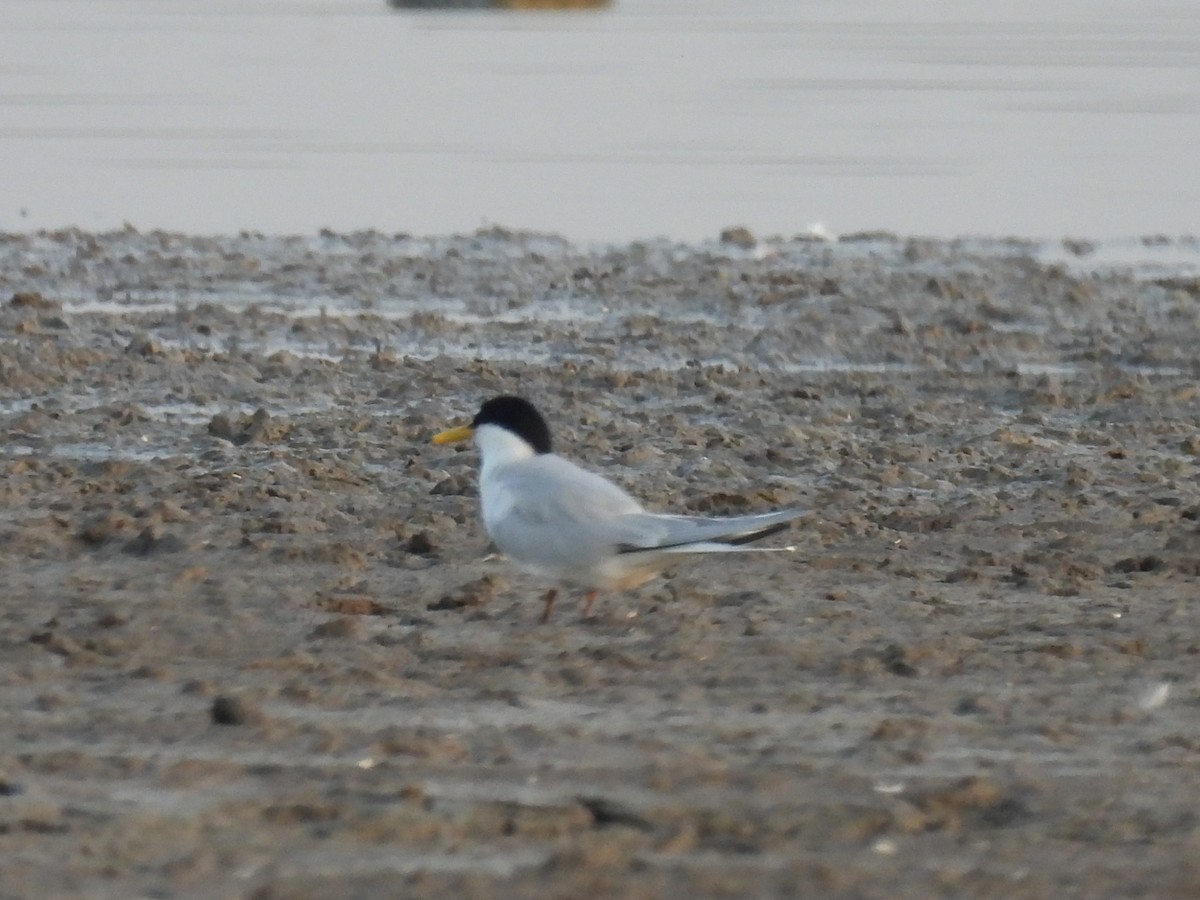 Little Tern - Ramesh Desai