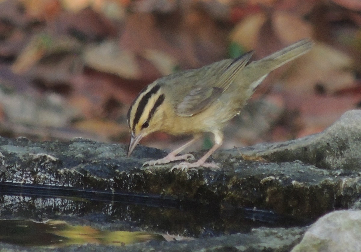 Worm-eating Warbler - Peter Bono