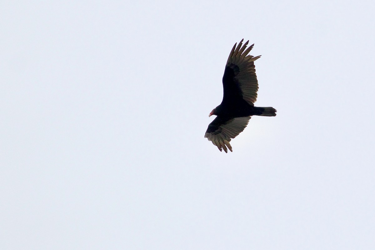 Turkey Vulture - George Forsyth