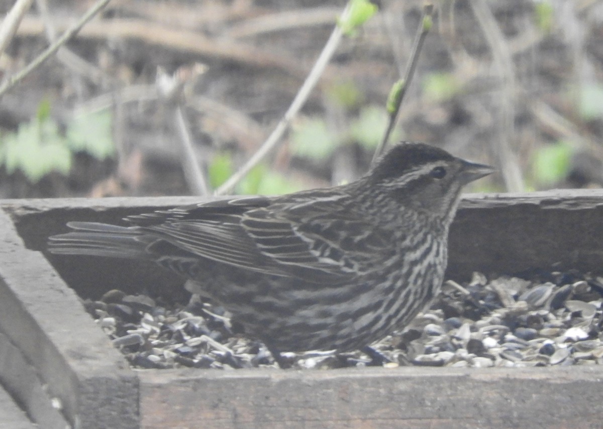 Red-winged Blackbird - Suzie Bergeron