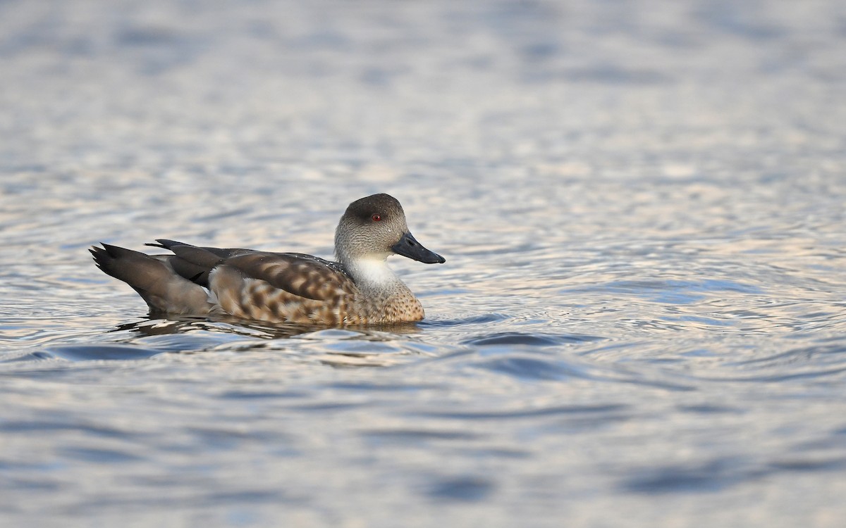 Crested Duck - Christoph Moning