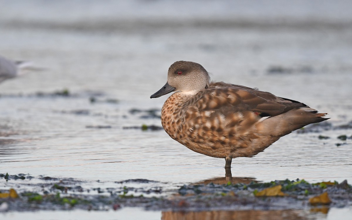 Crested Duck - Christoph Moning