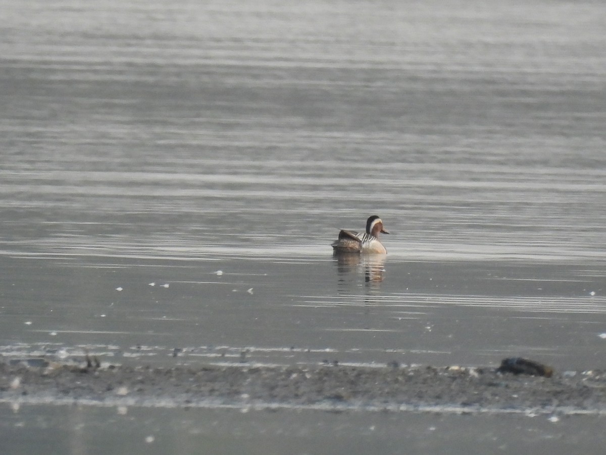 Garganey - ML618208623