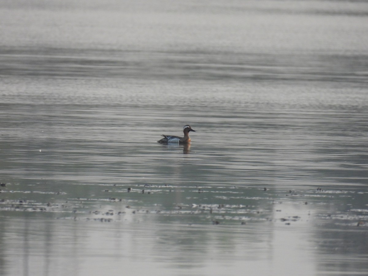 Garganey - ML618208627