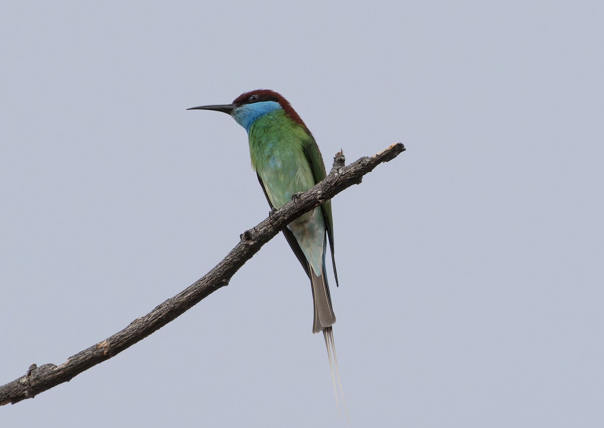 Blue-throated Bee-eater - Matthieu Chotard