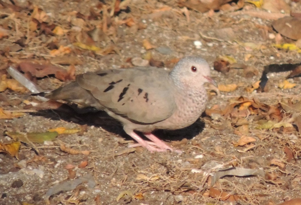 Common Ground Dove - Peter Bono