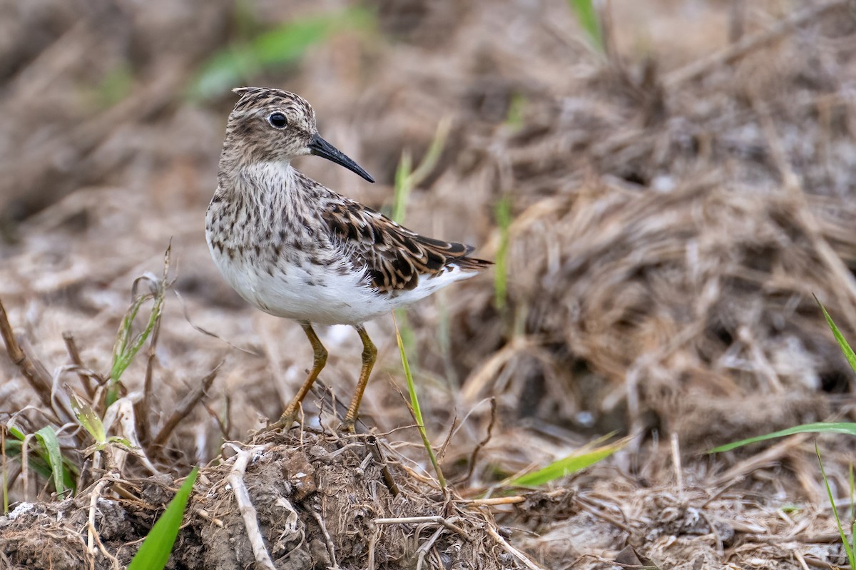 Least Sandpiper - James Hoagland