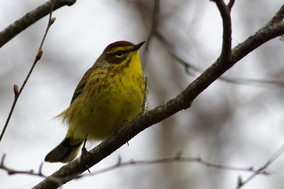 Palm Warbler (Yellow) - George Forsyth