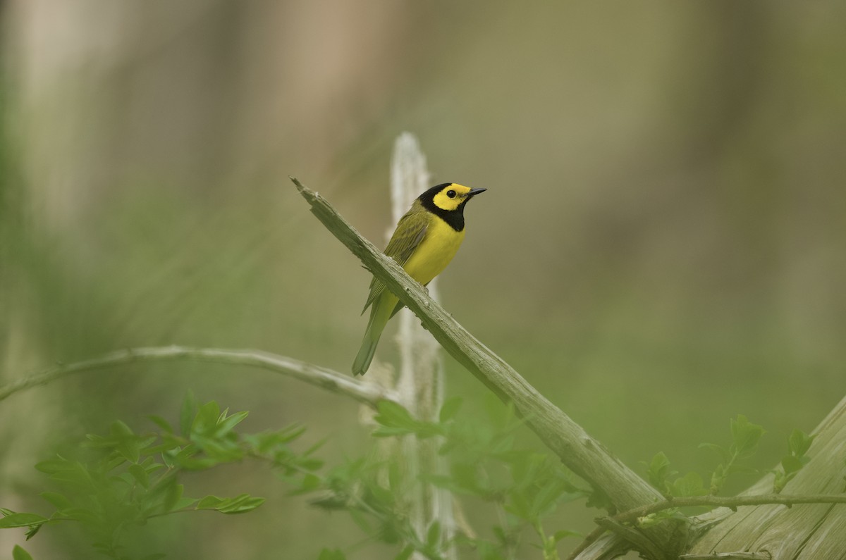 Hooded Warbler - ML618208655