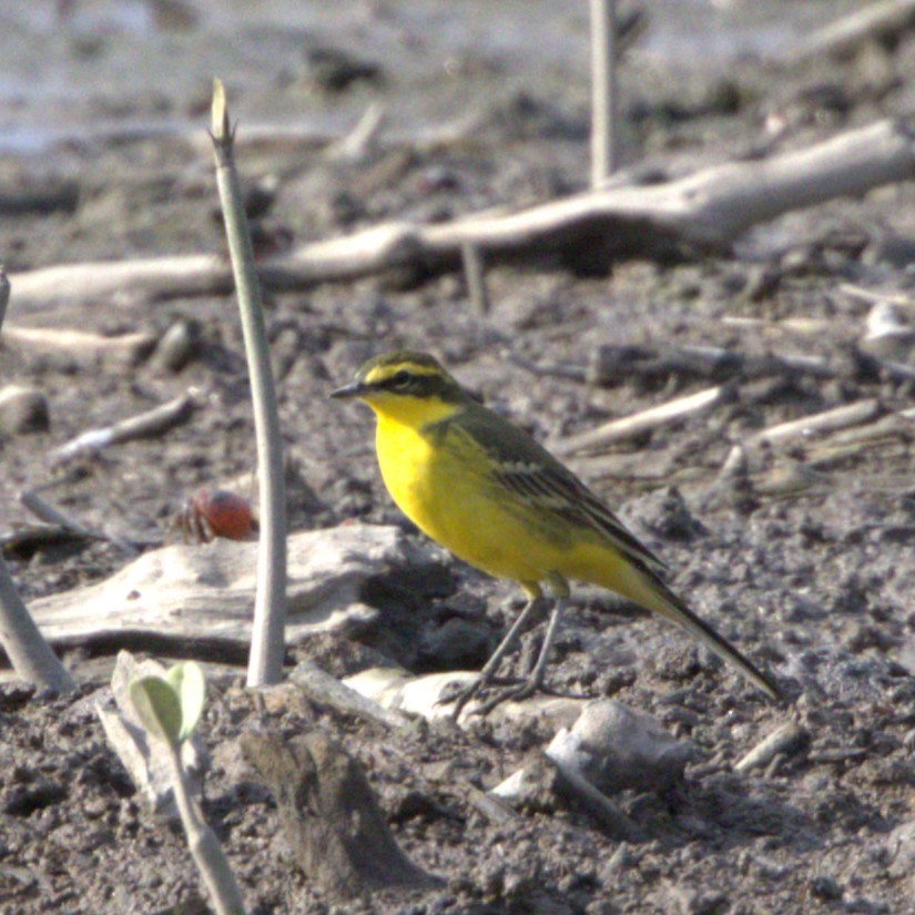 Eastern Yellow Wagtail (Green-headed) - poshien chien