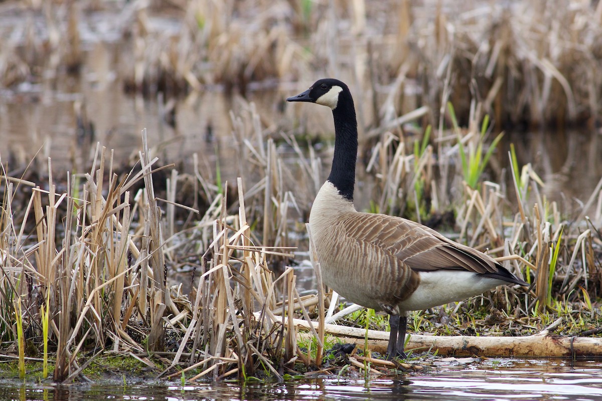 Canada Goose - George Forsyth