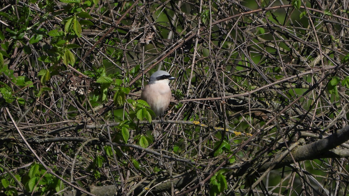 Red-backed Shrike - Bruno Caula