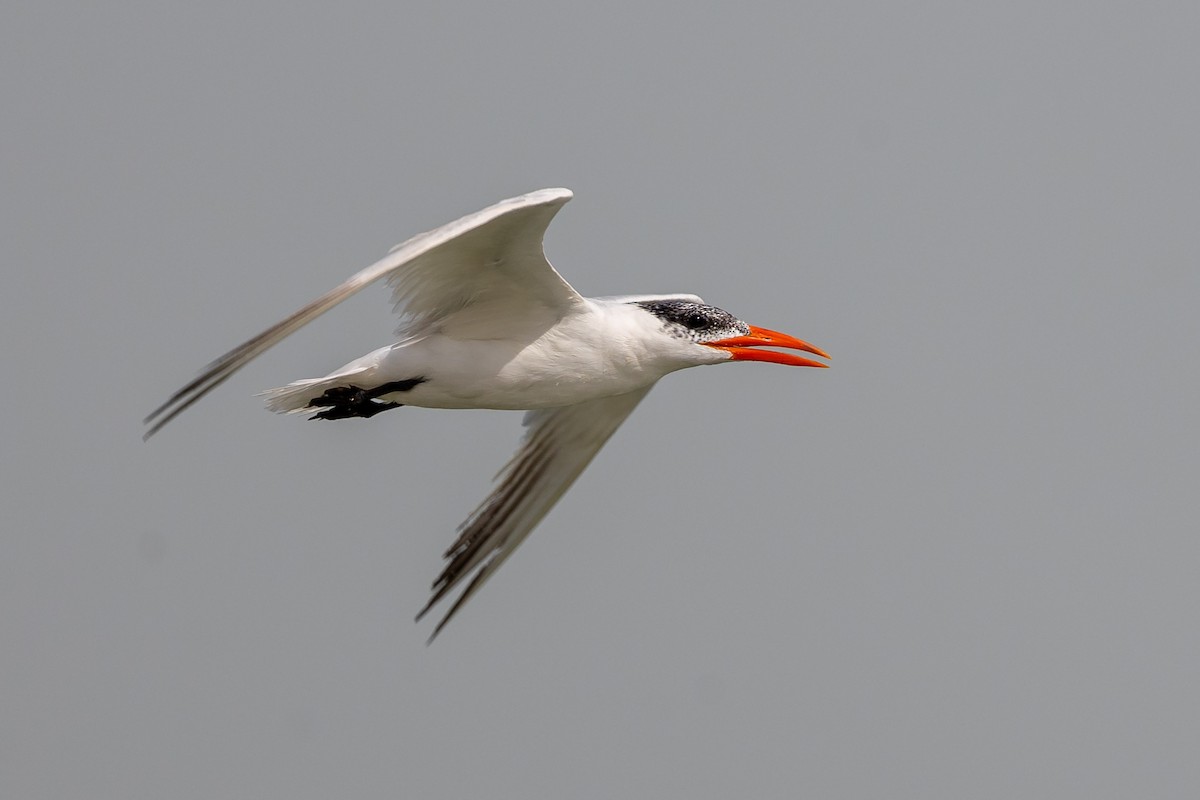 Caspian Tern - Nikos Mavris