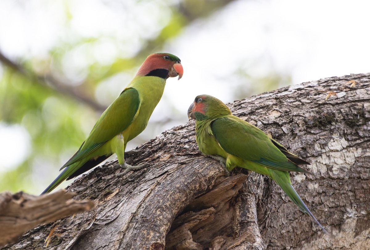 Long-tailed Parakeet - Matthieu Chotard