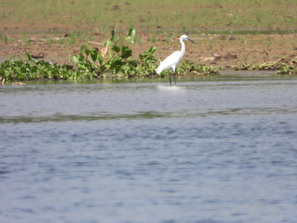 Little Egret - Jonathan Onongo