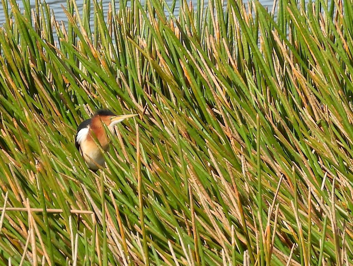 Least Bittern - Christine Rowland