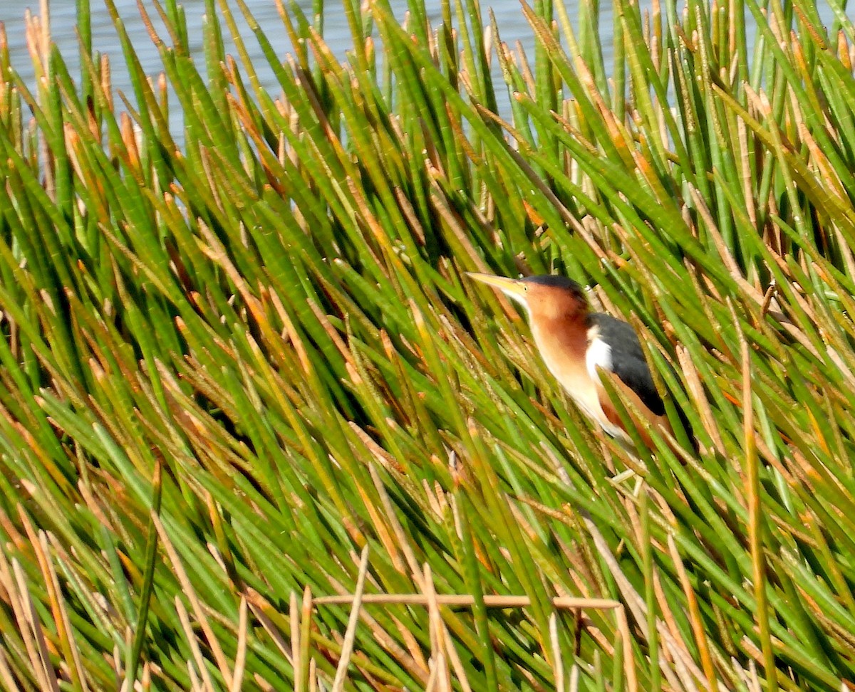 Least Bittern - Christine Rowland