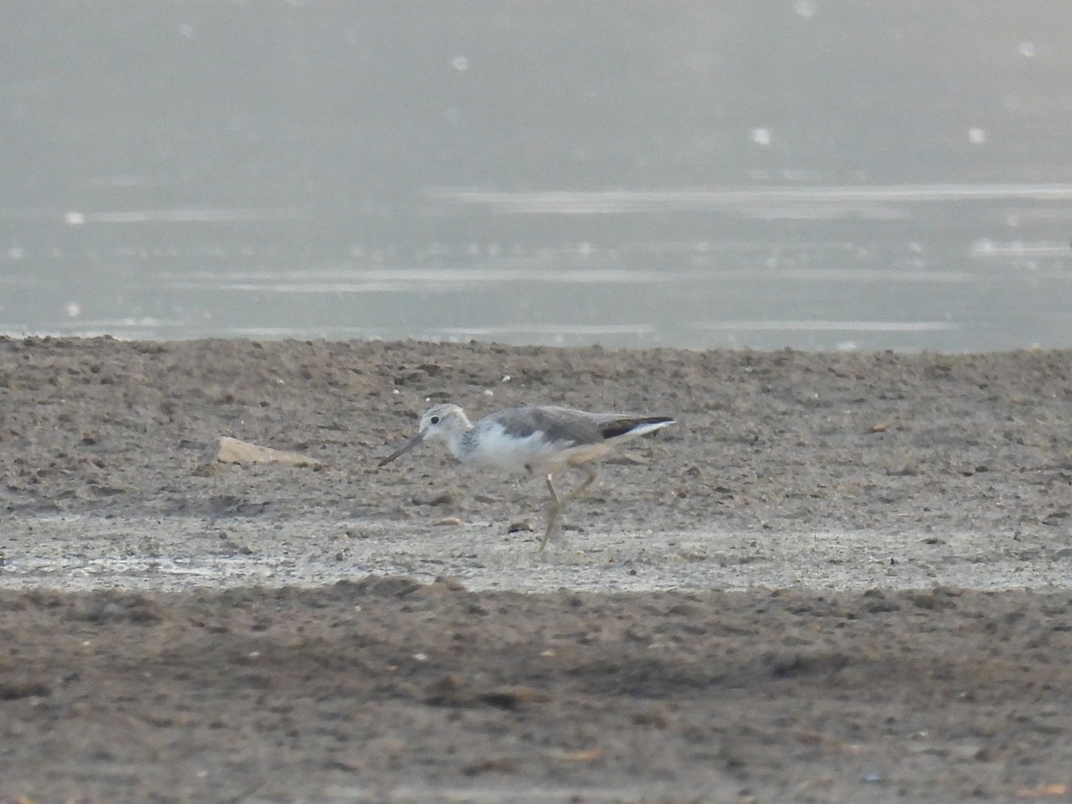 Common Greenshank - Ramesh Desai