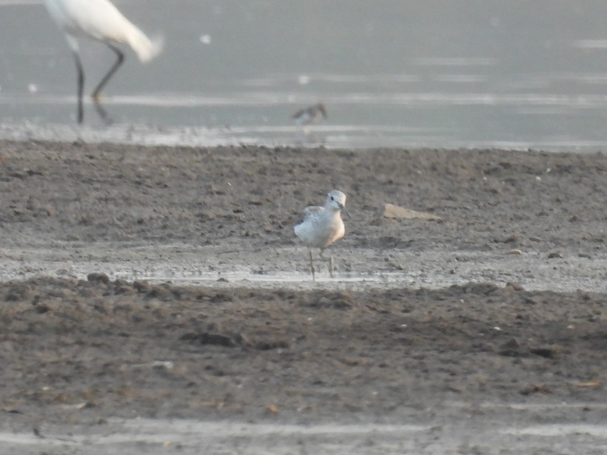 Common Greenshank - Ramesh Desai