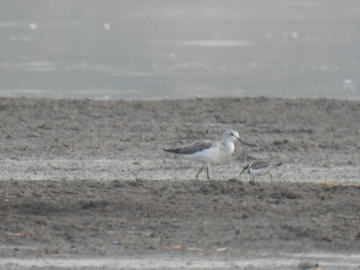 Common Greenshank - Ramesh Desai