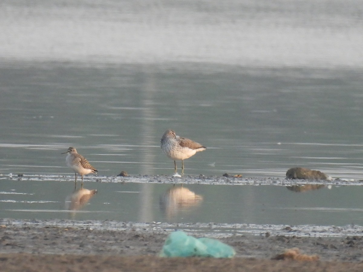 Common Greenshank - Ramesh Desai