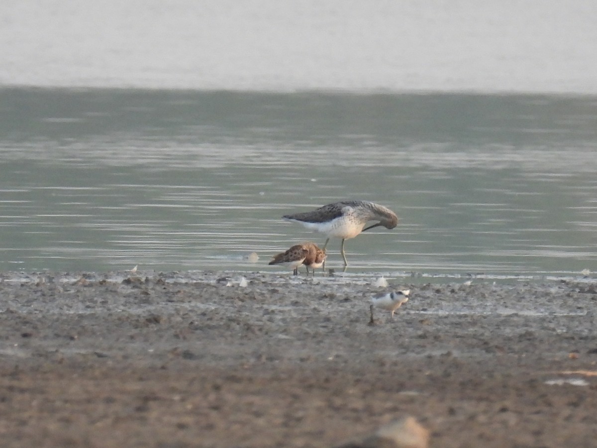 Common Greenshank - Ramesh Desai