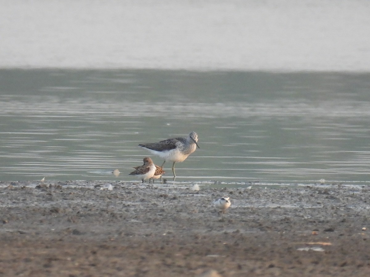 Common Greenshank - Ramesh Desai