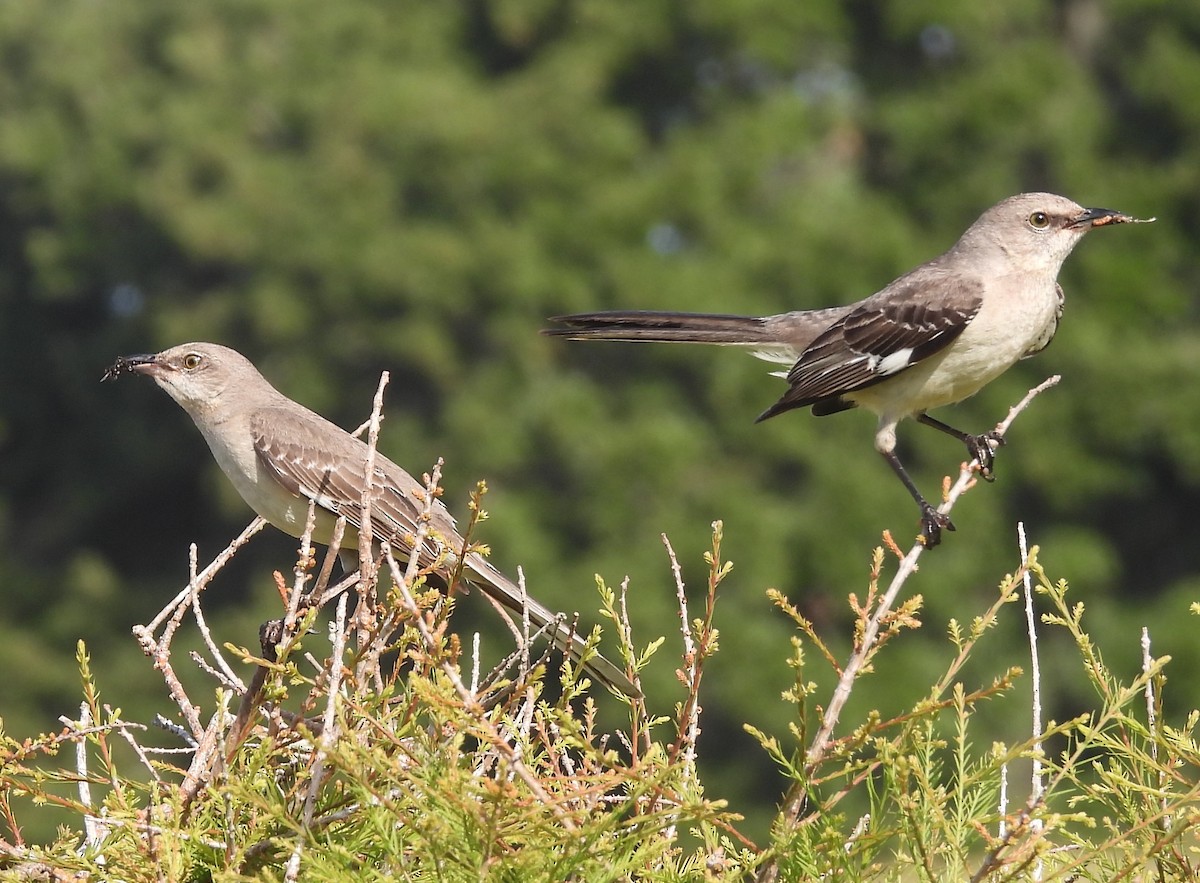 Northern Mockingbird - Christine Rowland