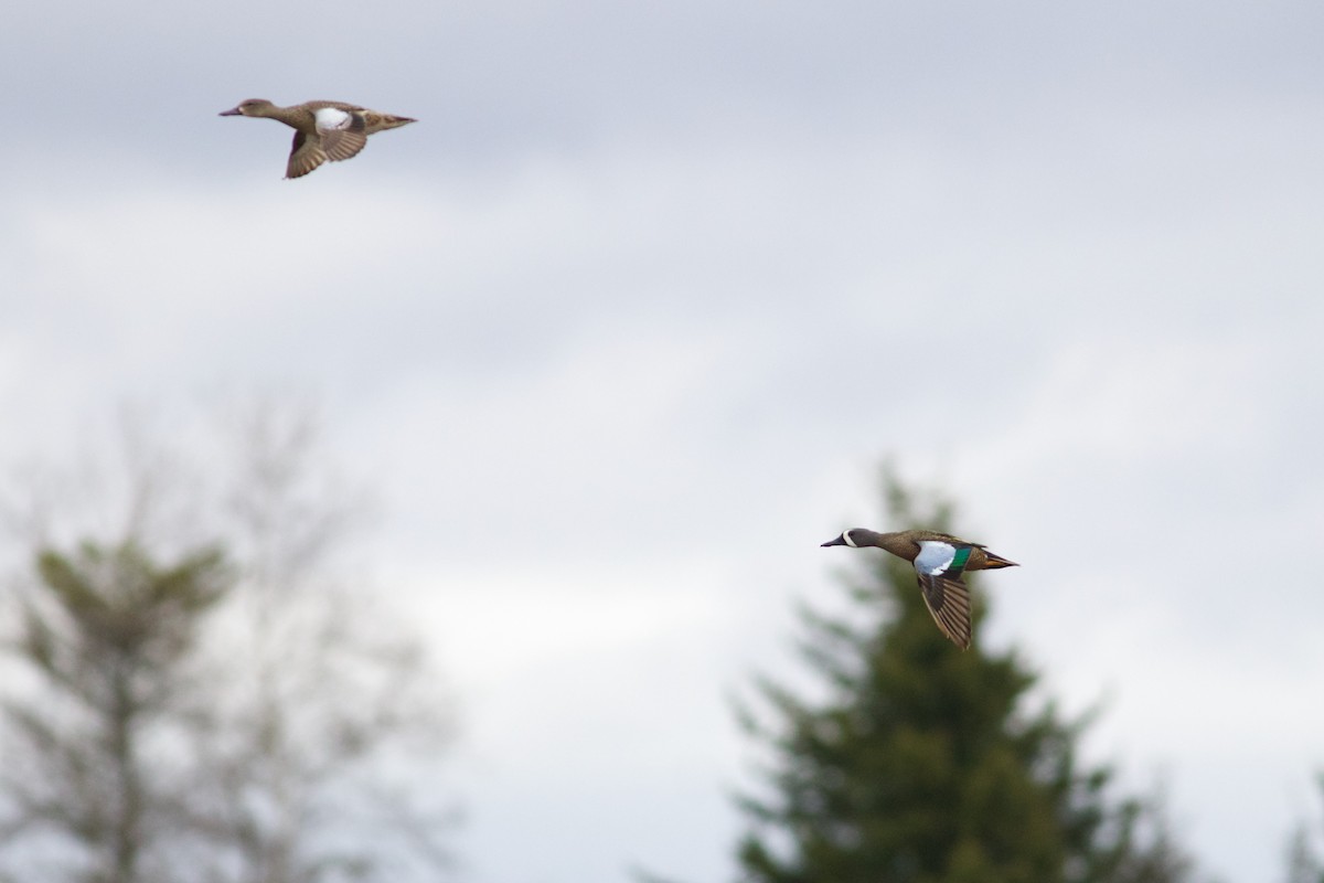 Blue-winged Teal - George Forsyth