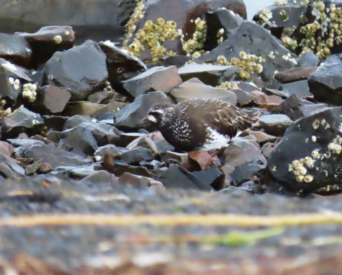 Black Turnstone - ML618208812