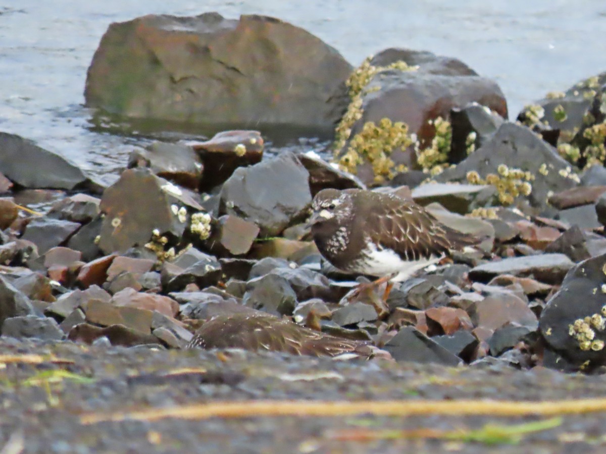 Black Turnstone - ML618208813