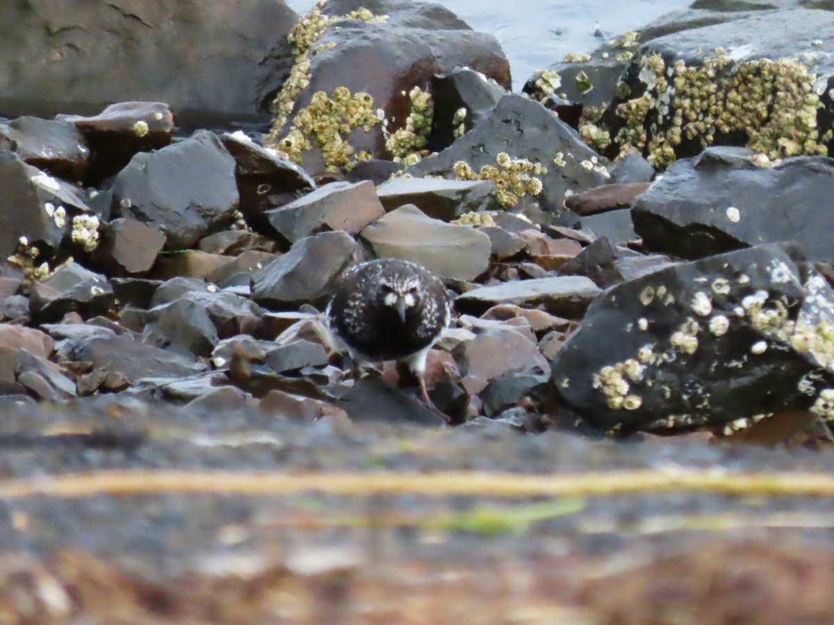 Black Turnstone - Anonymous