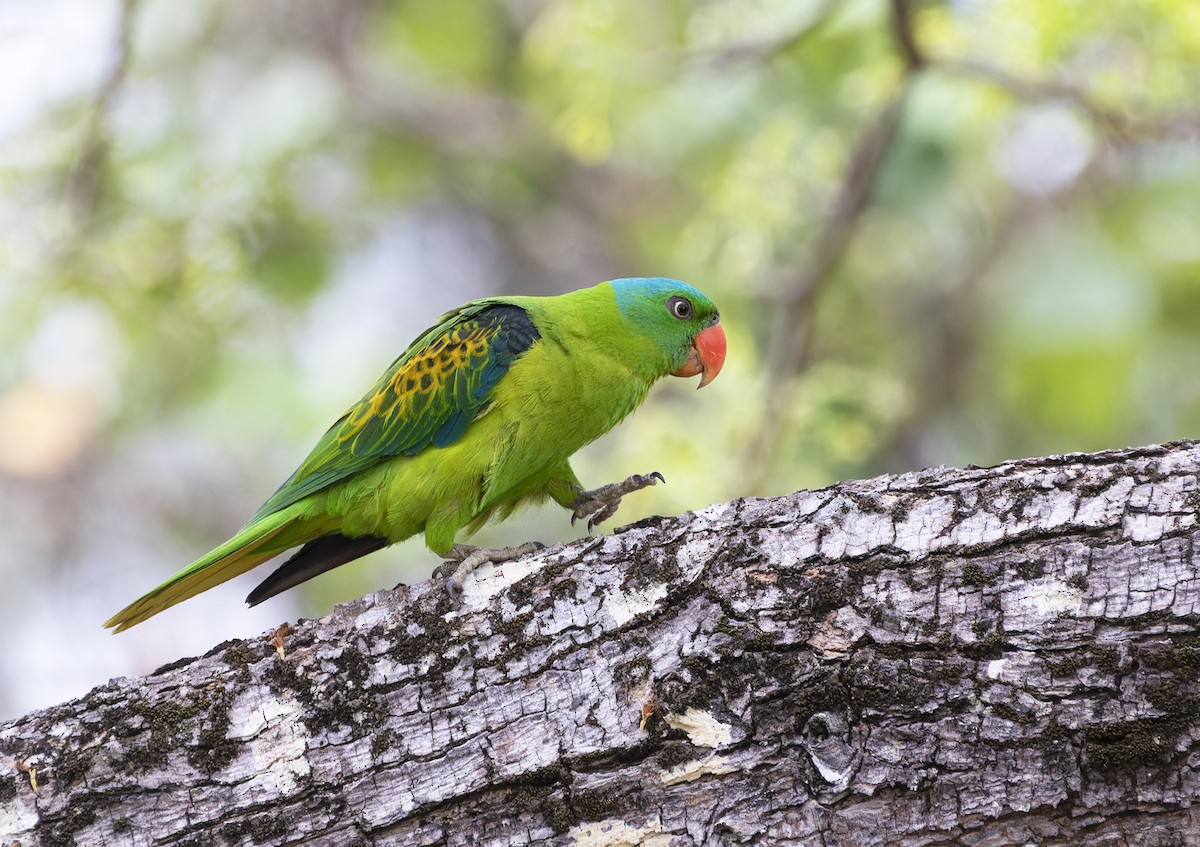 Blue-naped Parrot - Matthieu Chotard