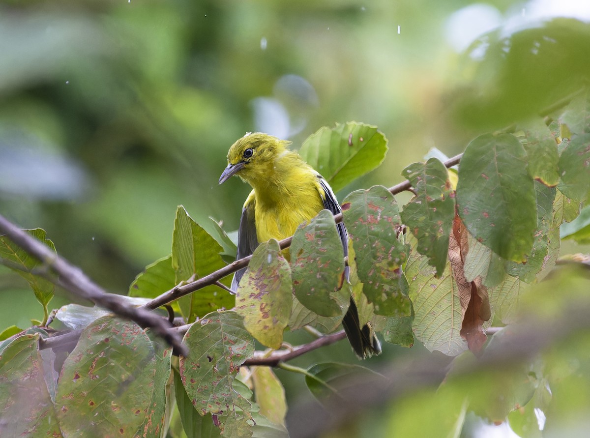 Common Iora - Matthieu Chotard