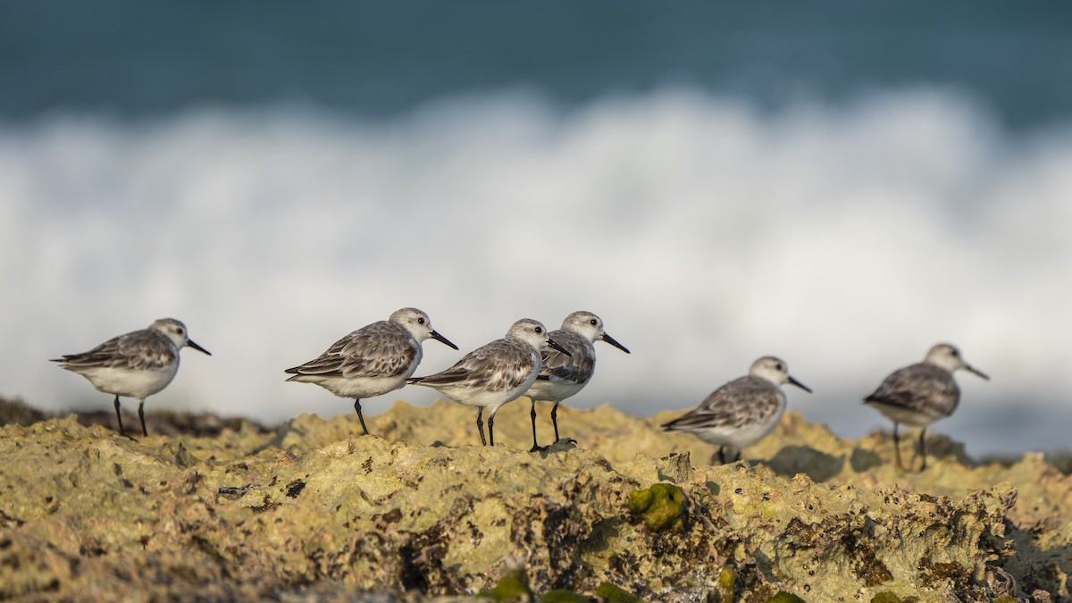 Sanderling - Bruno  Silva