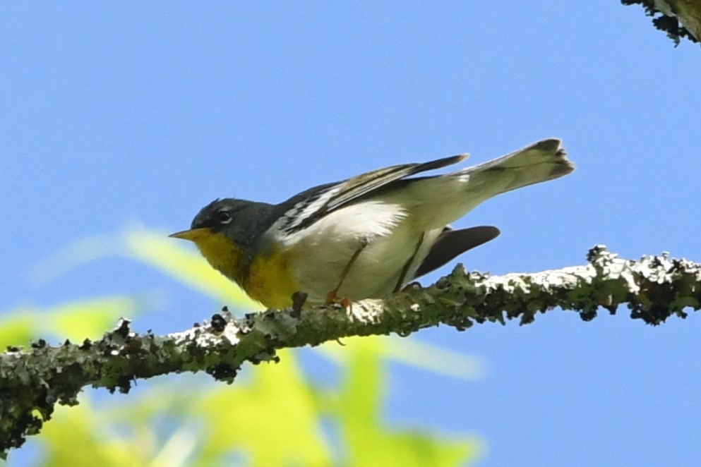 Northern Parula - Teresa Mawhinney