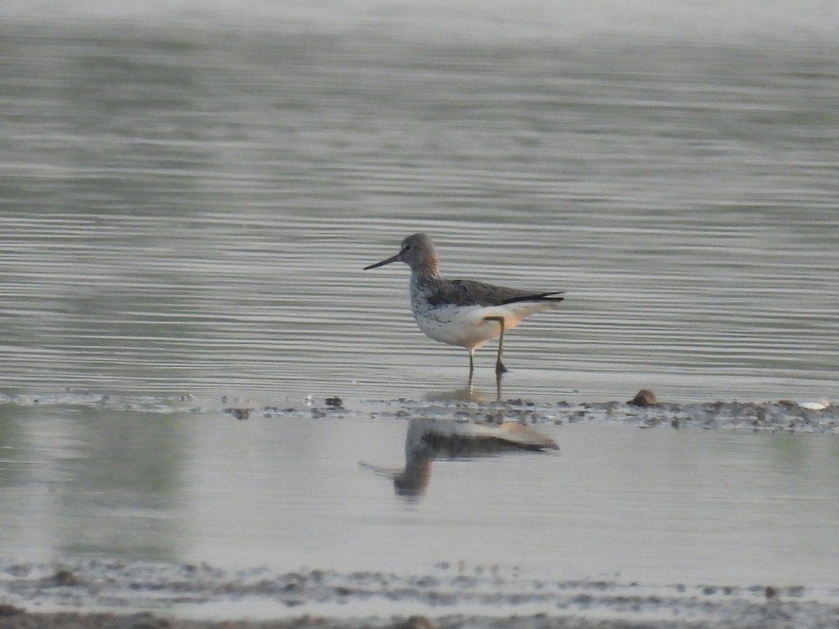 Common Greenshank - Ramesh Desai