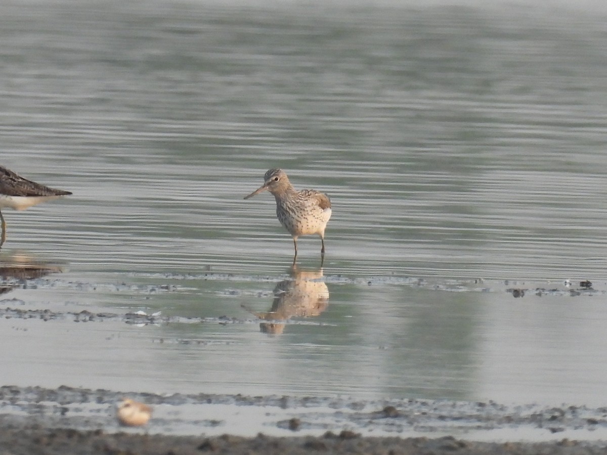 Common Greenshank - Ramesh Desai